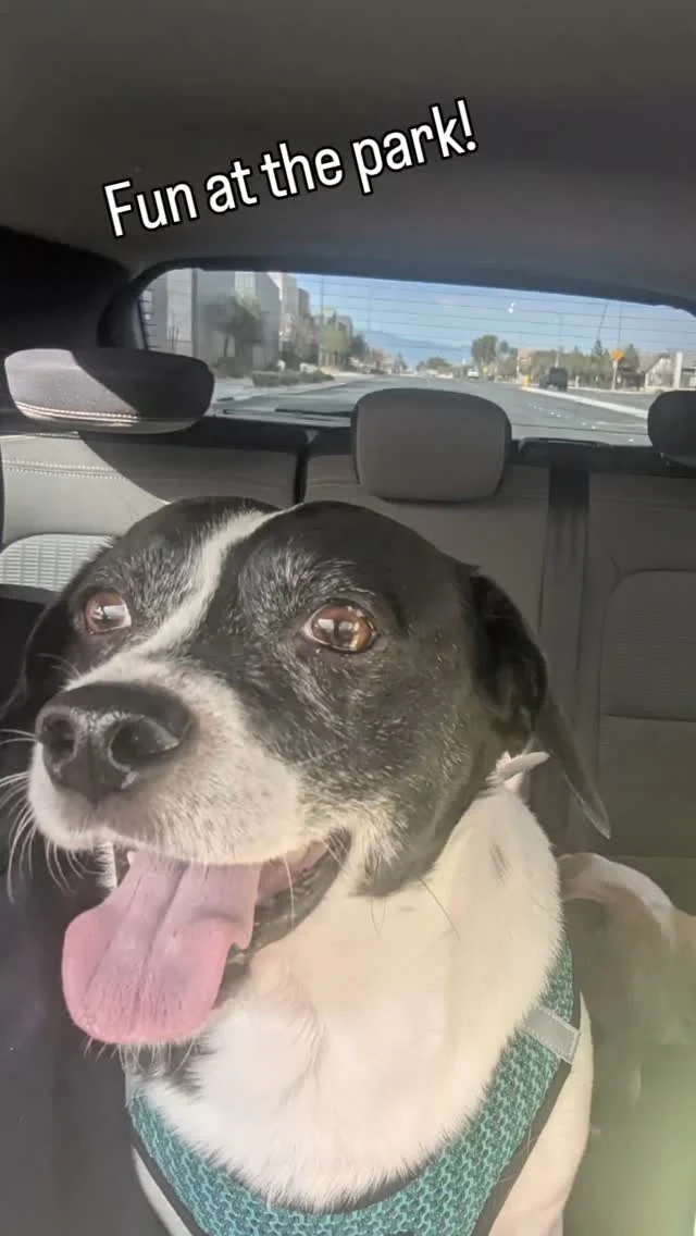 Fun at the park!! #dogvideos🐾 #dogslife #doglover